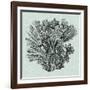 Serene Coral I-Vision Studio-Framed Art Print
