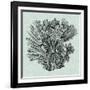 Serene Coral I-Vision Studio-Framed Art Print