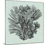 Serene Coral I-Vision Studio-Mounted Art Print