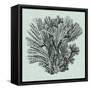 Serene Coral I-Vision Studio-Framed Stretched Canvas