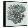 Serene Coral I-Vision Studio-Framed Stretched Canvas