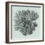 Serene Coral I-Vision Studio-Framed Art Print