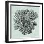 Serene Coral I-Vision Studio-Framed Art Print