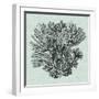 Serene Coral I-Vision Studio-Framed Art Print