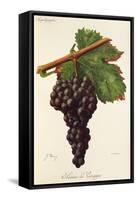 Serene De Voreppe Grape-J. Troncy-Framed Stretched Canvas