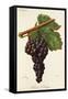 Serene De Voreppe Grape-J. Troncy-Framed Stretched Canvas
