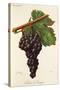 Serene De Voreppe Grape-J. Troncy-Stretched Canvas