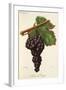 Serene De Voreppe Grape-J. Troncy-Framed Giclee Print