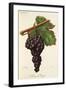 Serene De Voreppe Grape-J. Troncy-Framed Giclee Print