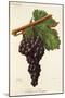 Serene De Voreppe Grape-J. Troncy-Mounted Giclee Print