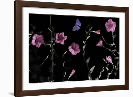 Serene Flutter-Wild Wonders of Europe-Framed Giclee Print