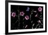 Serene Flutter-Wild Wonders of Europe-Framed Giclee Print