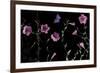 Serene Flutter-Wild Wonders of Europe-Framed Giclee Print