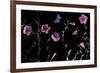 Serene Flutter-Wild Wonders of Europe-Framed Giclee Print