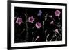 Serene Flutter-Wild Wonders of Europe-Framed Giclee Print