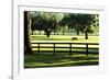 Serene Horses 1-Alan Hausenflock-Framed Photographic Print