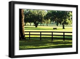 Serene Horses 1-Alan Hausenflock-Framed Photographic Print