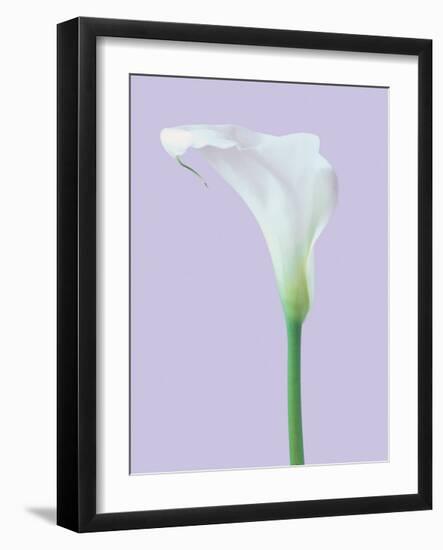 Serene Lily-Masao Ota-Framed Giclee Print