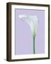 Serene Lily-Masao Ota-Framed Giclee Print