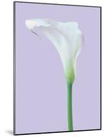 Serene Lily-Masao Ota-Mounted Giclee Print