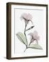 Serene Mandelila-Albert Koetsier-Framed Art Print