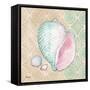 Serene Seashells II-Paul Brent-Framed Stretched Canvas