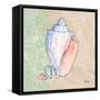 Serene Seashells III-Paul Brent-Framed Stretched Canvas