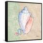 Serene Seashells III-Paul Brent-Framed Stretched Canvas