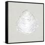 Serene Shells I Tan-James Wiens-Framed Stretched Canvas