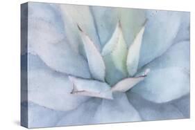 Serene Succulent-Kimberly Allen-Stretched Canvas