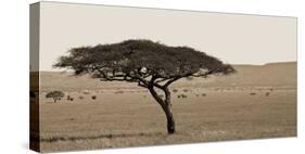 Serengeti Horizons I-Jeff/Boyce Maihara/Watt-Stretched Canvas