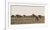 Serengeti Horizons II-Jeff/Boyce Maihara/Watt-Framed Giclee Print