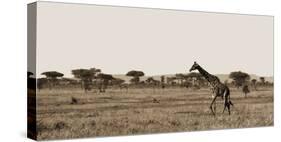 Serengeti Horizons II-Jeff/Boyce Maihara/Watt-Stretched Canvas