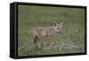 Serengeti Jackal (Golden Jackal) (Canis Aureus Bea) Pup-James Hager-Framed Stretched Canvas