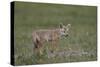 Serengeti Jackal (Golden Jackal) (Canis Aureus Bea) Pup-James Hager-Stretched Canvas