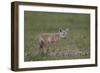 Serengeti Jackal (Golden Jackal) (Canis Aureus Bea) Pup-James Hager-Framed Photographic Print