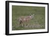 Serengeti Jackal (Golden Jackal) (Canis Aureus Bea) Pup-James Hager-Framed Photographic Print