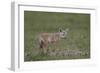 Serengeti Jackal (Golden Jackal) (Canis Aureus Bea) Pup-James Hager-Framed Photographic Print