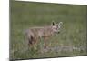 Serengeti Jackal (Golden Jackal) (Canis Aureus Bea) Pup-James Hager-Mounted Photographic Print