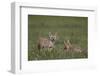 Serengeti Jackal (Golden Jackal) (Canis Aureus Bea) Pups-James Hager-Framed Photographic Print