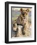 Serengeti Lioness-Kalon Baughan-Framed Art Print