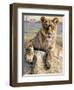 Serengeti Lioness-Kalon Baughan-Framed Art Print