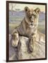 Serengeti Lioness-Kalon Baughan-Framed Giclee Print