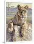 Serengeti Lioness-Kalon Baughan-Framed Giclee Print