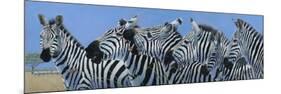 Serengeti Serenade-Durwood Coffey-Mounted Premium Giclee Print