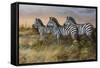 Serengeti Sunset-Trevor V. Swanson-Framed Stretched Canvas