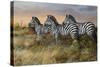 Serengeti Sunset-Trevor V. Swanson-Stretched Canvas