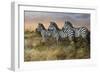 Serengeti Sunset-Trevor V. Swanson-Framed Giclee Print