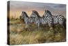 Serengeti Sunset-Trevor V. Swanson-Stretched Canvas