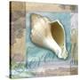 Serenity Shell-Todd Williams-Stretched Canvas